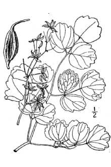 <i>Thalictrum caulophylloides</i> Small