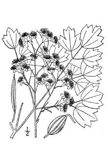 <i>Thalictrum caulophylloides</i> Small