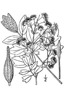 <i>Thalictrum hypoglaucum</i> Rydb.