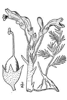 <i>Orobanche fasciculata</i> Nutt. var. lutea (Parry) Achey