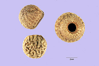 <i>Thunbergia volubilis</i> Pers.