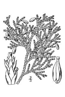 <i>Thuja occidentalis</i> L. var. pyramidalis Zederb.