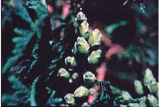 <i>Thuja occidentalis</i> L. f. malonyana C.K. Schneid.