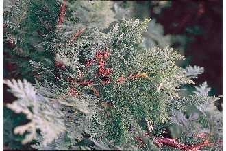 <i>Thuja occidentalis</i> L. var. nigra L.H. Bailey