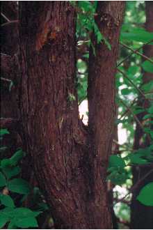 <i>Thuja occidentalis</i> L. var. nigra L.H. Bailey