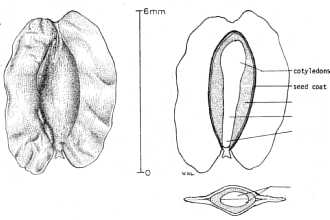 <i>Thuja occidentalis</i> L. var. fastigiata H. Jaeger