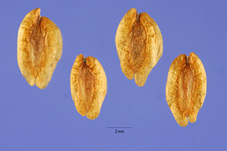 <i>Thuja occidentalis</i> L. var. pyramidalis Zederb.