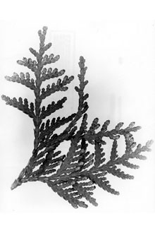 <i>Thuja occidentalis</i> L. f. malonyana C.K. Schneid.