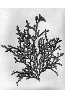 <i>Thuja orientalis</i> L. var. aurea (Carrière) Rehder