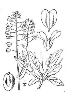 <i>Thlaspi perfoliatum</i> L.