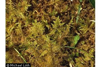 Thuidium Moss