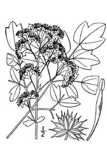 <i>Thalictrum pubescens</i> Pursh var. hebecarpum (Fernald) B. Boivin