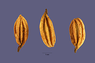 <i>Thalictrum pubescens</i> Pursh var. hepaticum (Greene) Keener