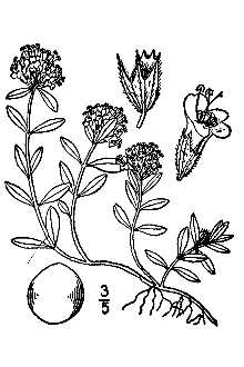 <i>Thymus serpyllum</i> auct. non L.