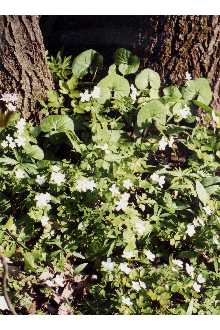 <i>Anemonella thalictroides</i> (L.) Spach