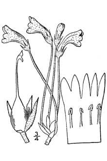 <i>Orobanche uniflora</i> L. var. terrae-novae (Fernald) Munz