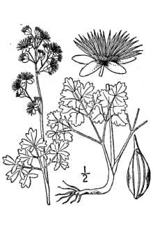 <i>Thalictrum venulosum</i> Trel. var. fissum (Greene) B. Boivin