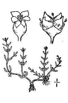 <i>Tillaea angustifolia</i> Nutt.