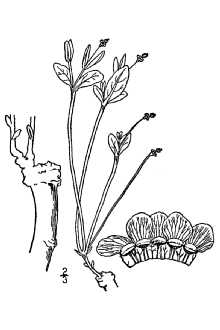 <i>Euphorbia arundelana</i> Bartlett