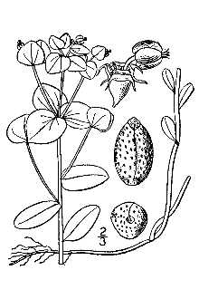 <i>Galarhoeus commutatus</i> (Engelm. ex A. Gray) Small var. erectus (J.B.S. Norton) Small