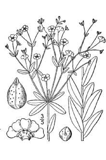 <i>Euphorbia corollata</i> L. var. angustifolia Elliott