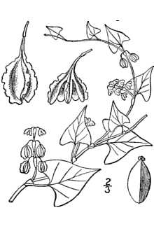 <i>Fallopia cristata</i> (Engelm. & A. Gray) Holub