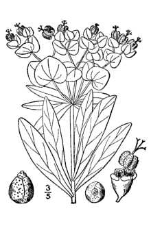 <i>Euphorbia darlingtonii</i> A. Gray