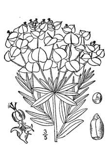 <i>Euphorbia pseudovirgata</i> (Schur) Soó