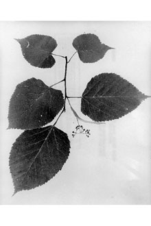 <i>Tilia floridana</i> Small var. oblongifolia Sarg.