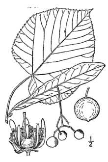 <i>Tilia heterophylla</i> Vent.