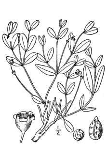 <i>Euphorbia arundelana</i> Bartlett