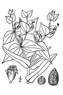 <i>Tithymalus lathyris</i> (L.) Hill