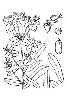 <i>Galarhoeus lucidus</i> (Waldst. & Kit.) Rydb.