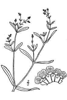 <i>Euphorbia corollata</i> L. var. angustifolia Elliott