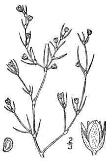 <i>Spergularia marina</i> (L.) Griseb. var. leiosperma (Kindb.) Guerke