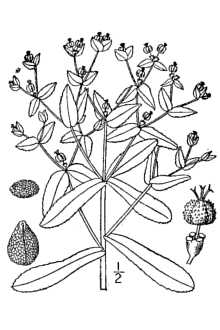<i>Euphorbia arkansana</i> Engelm. & A. Gray