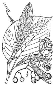 <i>Tilia heterophylla</i> Vent. var. michauxii (Nutt.) Sarg.