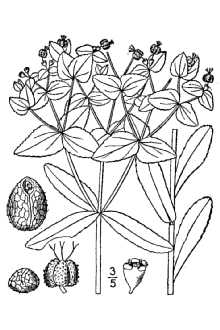 <i>Tithymalus arkansanus</i> (Engelm. & A. Gray) Klotzsch & Garcke