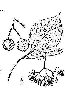 <i>Tilia leucocarpa</i> Ashe var. brevipedunculata (Sarg.) Ashe