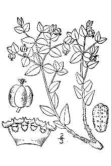 <i>Euphorbia lurida</i> Engelm.