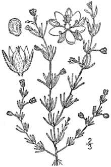 <i>Spergularia rubra</i> (L.) J. Presl & C. Presl var. perennans (Kindb.) B.L. Rob.
