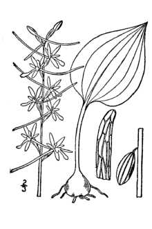 <i>Tipularia unifolia</i> Britton, Sterns & Poggenb.