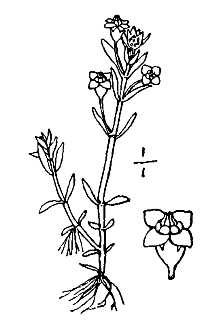 <i>Tillaea drummondii</i> Torr. & A. Gray var. bolanderi (S. Watson) Jeps.
