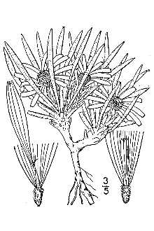 <i>Townsendia intermedia</i> Rydb.