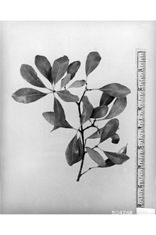 <i>Pisonia discolor</i> Spreng. var. longifolia Heimerl