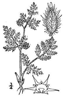 Knotted Hedgeparsley