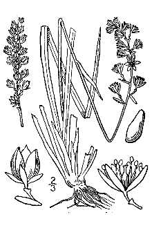 <i>Tofieldia palustris</i> auct. non Huds.