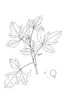 <i>Toxicodendron toxicarium</i> (Salisb.) Gillis