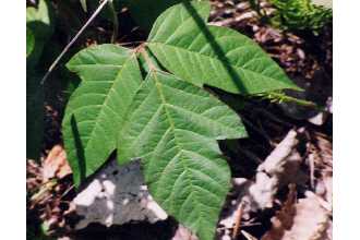 Eastern Poison Ivy
