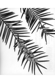 <i>Tumion taxifolium</i> (Arn.) Greene